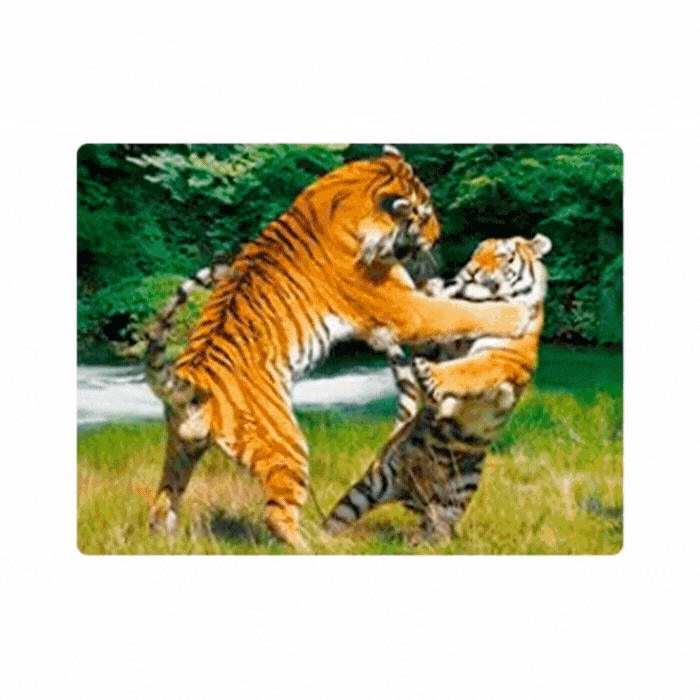 Cuadro Lenticular 3D Tigres en la Naturaleza
